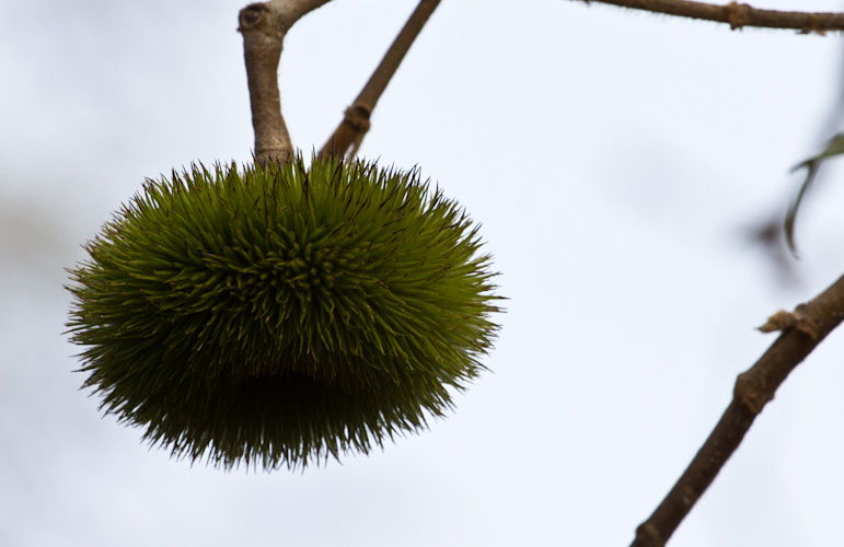 Costa Rica: Canas Castillas, La Cruz - funny seeds