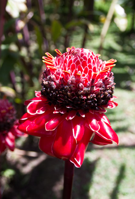 Costa Rica: Central Highlands - La Fortuna: Hanging Bridges; nice flower