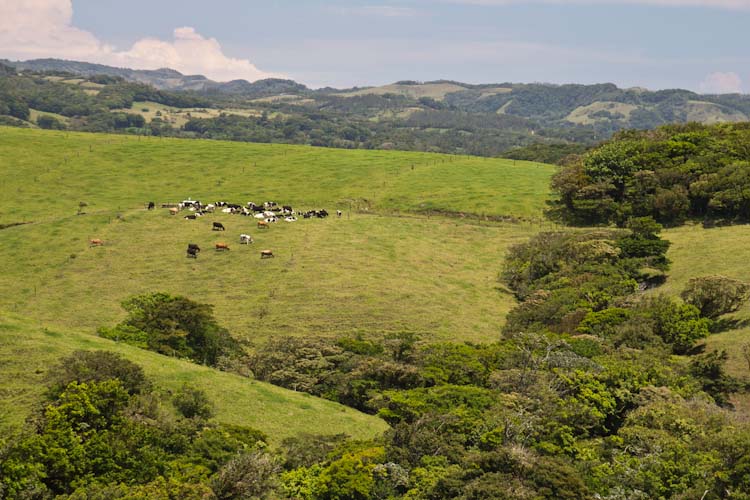 Costa Rica: central Highlands - like in the Black Forest