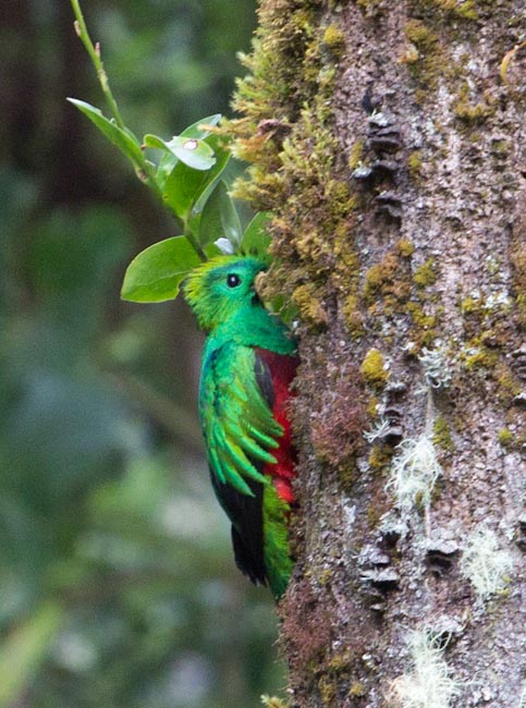 Costa Rica: Central Highlands - Mirador de Quetzales: Quetzal