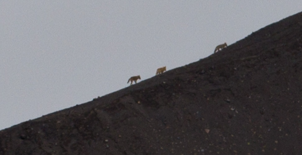 Costa Rica: Central Highlands - NP Irazu: Wolves