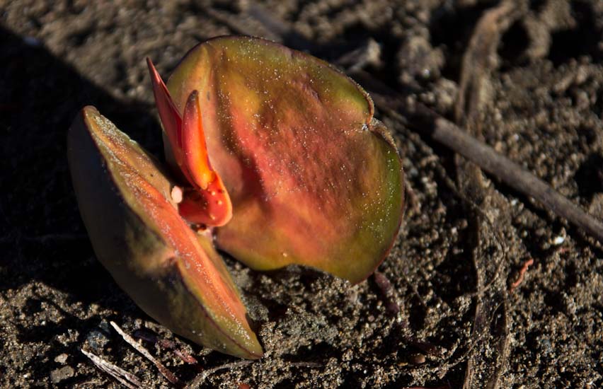 Costa Rica: Southern Coast - NP Marino Ballena: Seed