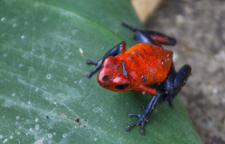 Costa Rica: Central Highlands - Nuevo Arenal: toxic frog