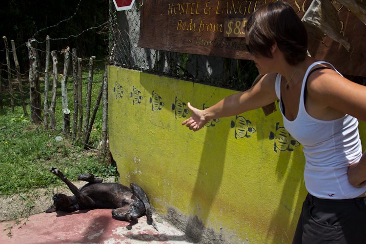 Costa Rica: Orosi Valley - Orosi: "Killing the dog"