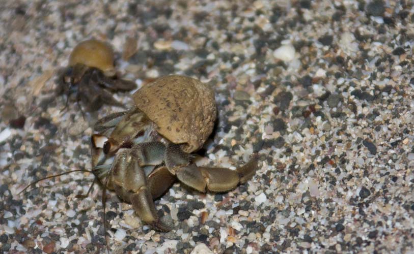 Costa Rica: Peninsula de Nicoya - Playa Avellana: lots of night activity