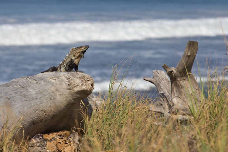 Costa Rica: Peninsula de Nicoya - Playa Calletas: Iguanas everywhere