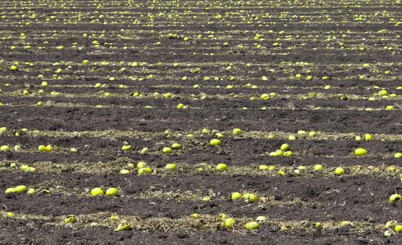 Costa Rica: Peninsula de Nicoya - Melon fields