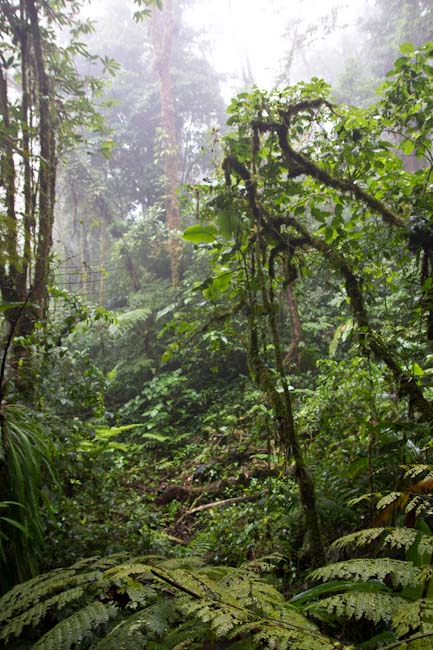 Costa Rica: Central Highlands - Santa Elena Reserva: like in a ferry tale