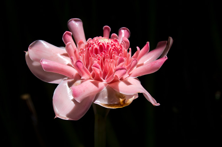 Costa Rica: Central Highlands - Santa Elena Reserve; nice flower