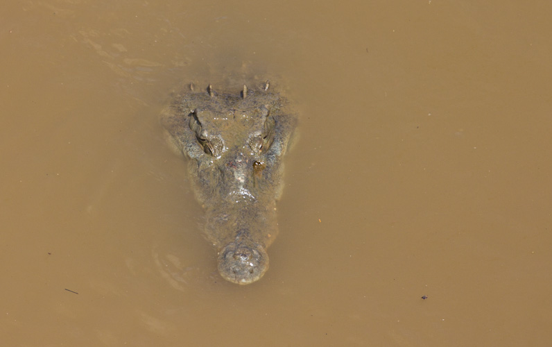 Costa Rica: Southern Coast - Tarcoles: crocodiles