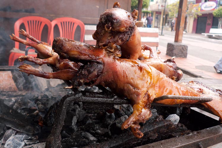 Ecuador: Banos - Guinea Pig