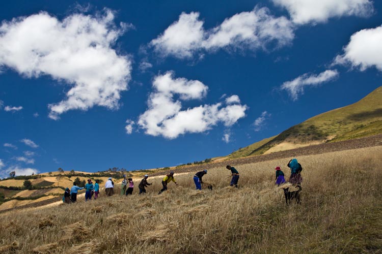 Ecuador: Ibarra - working people on the fields2