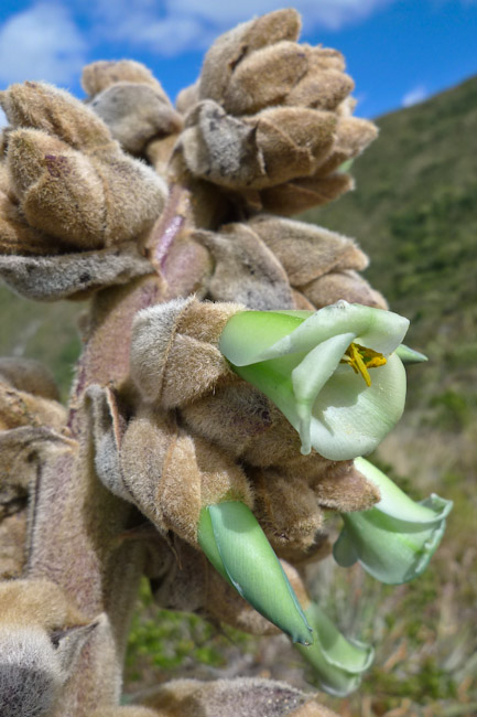 Ecuador: Laguna Cuicocha - nice flower