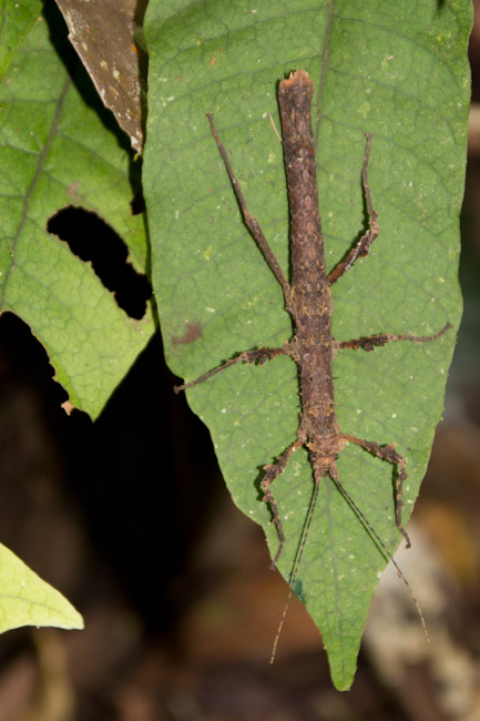 Ecuador: Mishualli - Jatun Sacha: mantis