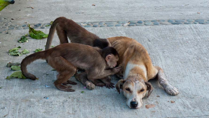 Ecuador: Mishualli - looking for fleas