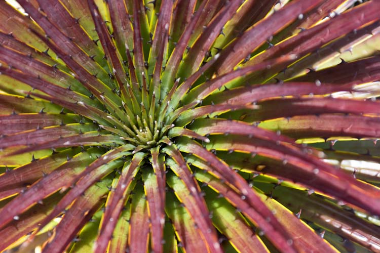 Ecuador: NP Cajas - Nice plant