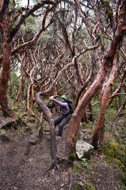 Ecuador: NP Cajas - Bosque San Luis