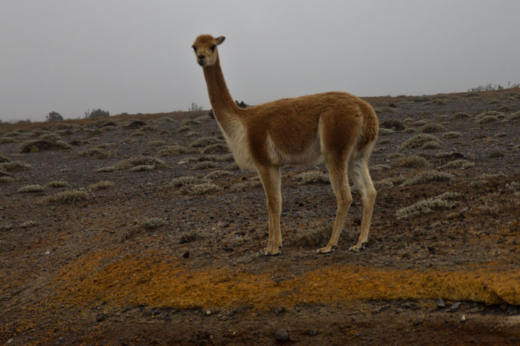 Ecuador: NP Chimborazo - Vicunas2