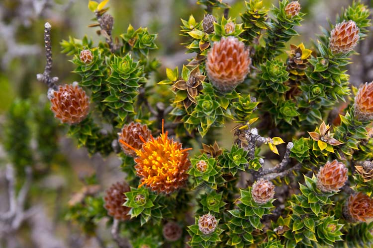 Ecuador: NP Cotopaxi - Ruminahui Crater Hike: Flowers