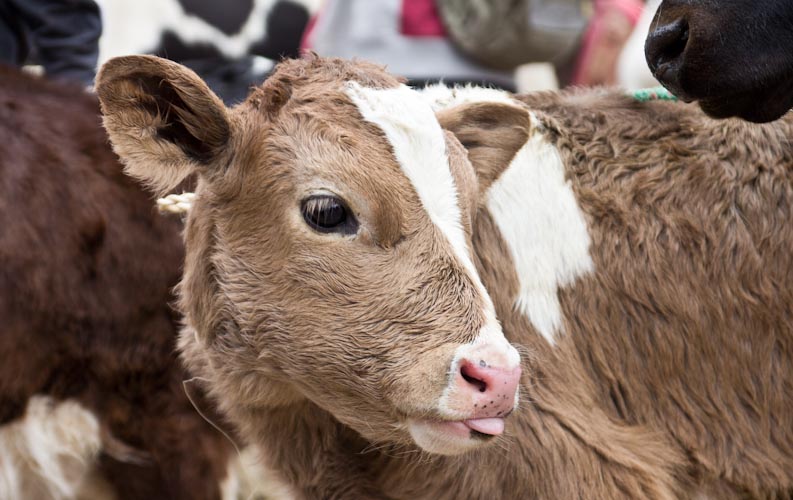 Ecuador: Otavalo - Saturday Animal market: so cute