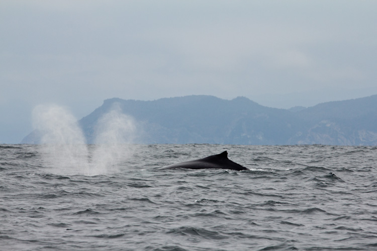 Ecuador: Salango - Whale Watching