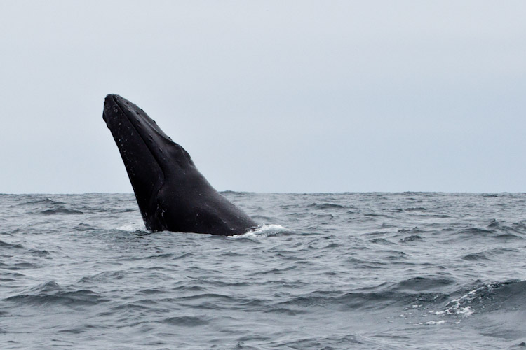 Ecuador: Salango - Whale Watching