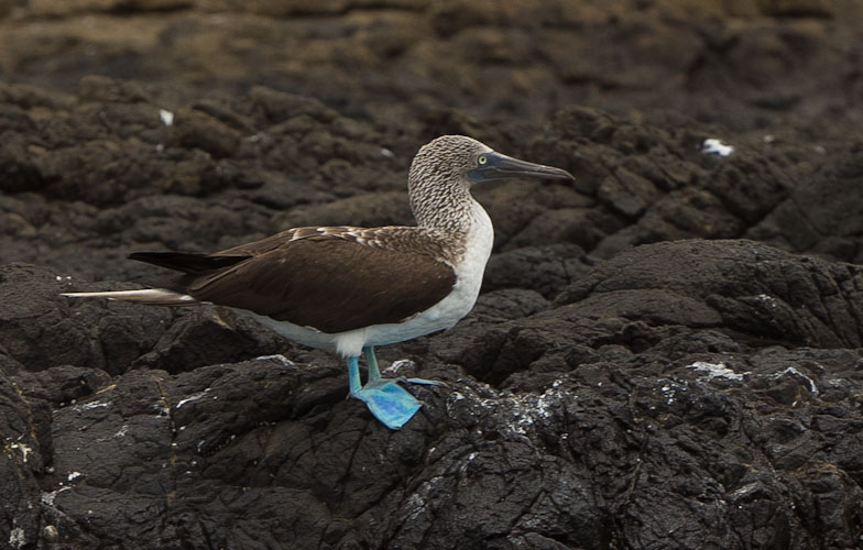 Ecuador: Salango - Boobie