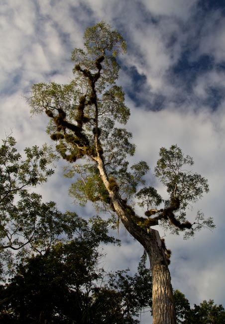 A huge tree in Tikal2