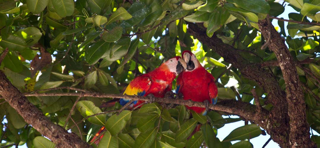 The loud and nice birds of Copan Ruinas