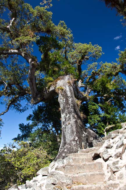 Copan Ruinas: One of the huge trees