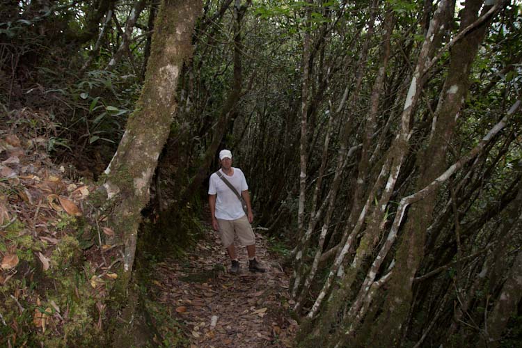 Bosque Neblado ...