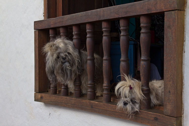 Colombia: Central Highlands - Barrichara: Beware of the dog