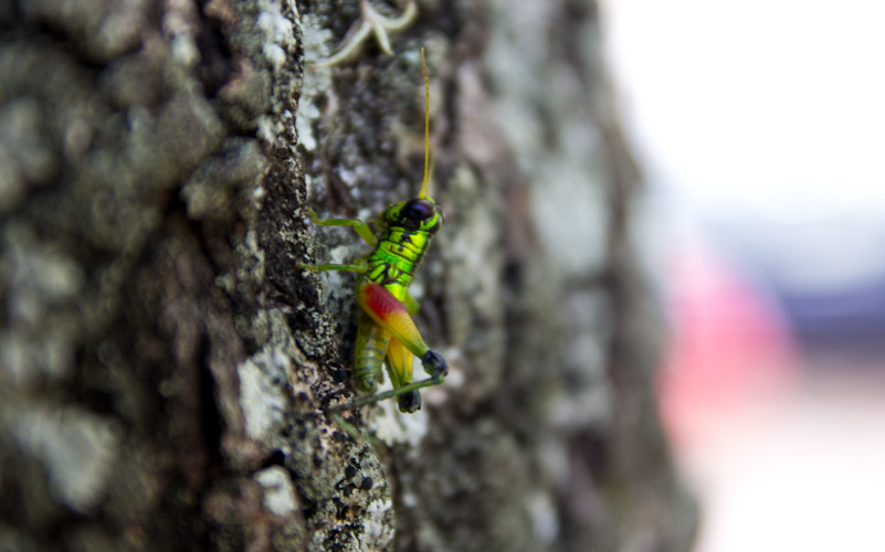 Colombia: Central Highlands - Barrichara: Grasshopper