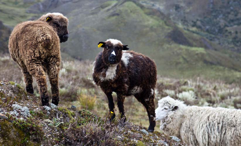 Colombia: Central Highlands - NP Cocuy: lots of sheeps