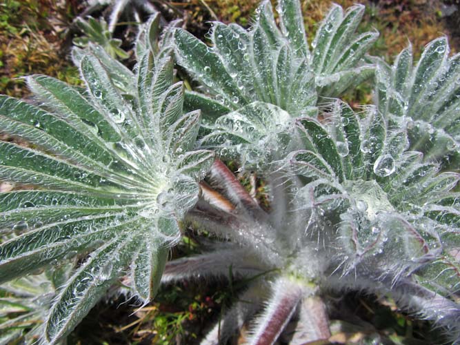 Colombia: Southern Region - NP Purace: after the rain