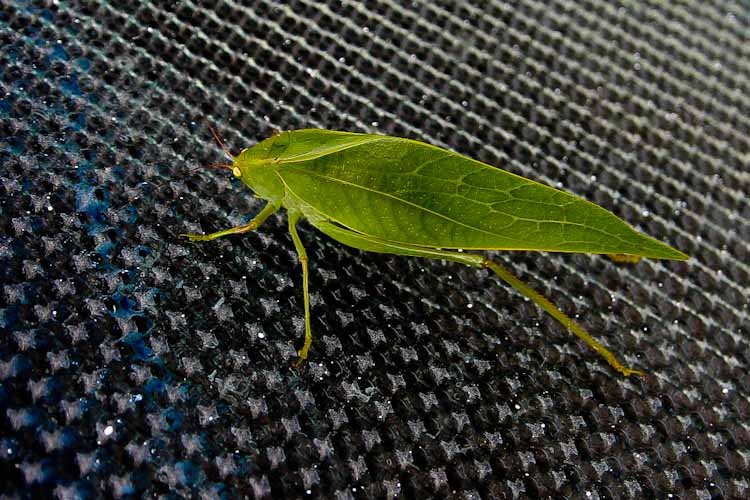 Colombia: Southern Region - San Agustin: strange animal