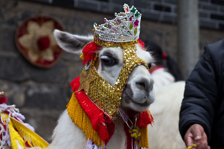 Colombia: Santuario Las Lajas - poor creature