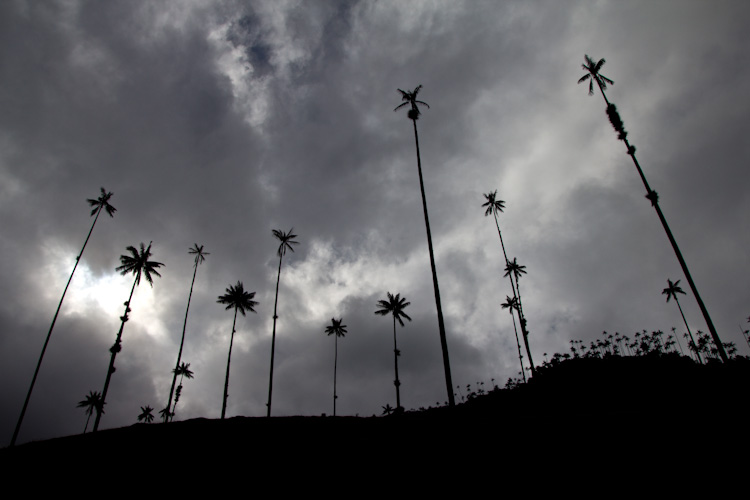 Colombia: Coffee Region - Valle de Cocora: Wax Palms