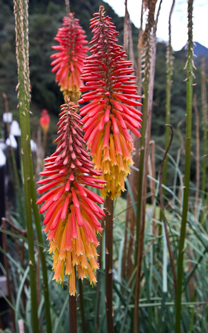 Colombia: Coffee Region - Valle de Cocora: Flowers