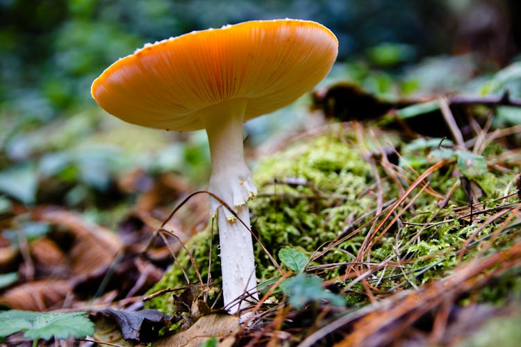 Colombia: Coffee Region - Valle de Cocora: mushroom ...