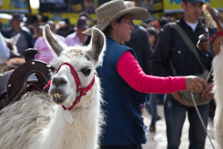 Colombia: Central Highlands - Villa de Leyva: Fiesta del Carmen