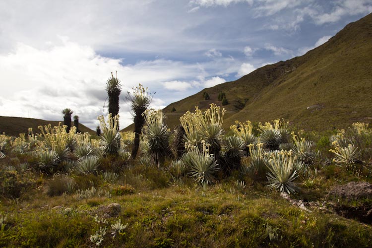 Colombia: Central Highlands - way to NP Cocuy: wilderness