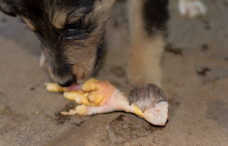 Yammi food ... poor chicken