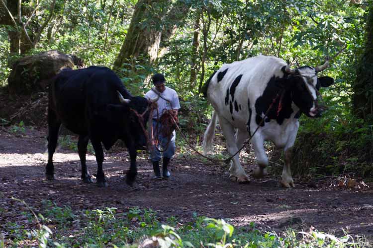 Panama: central mountains - Volcano Baru: huge bulls