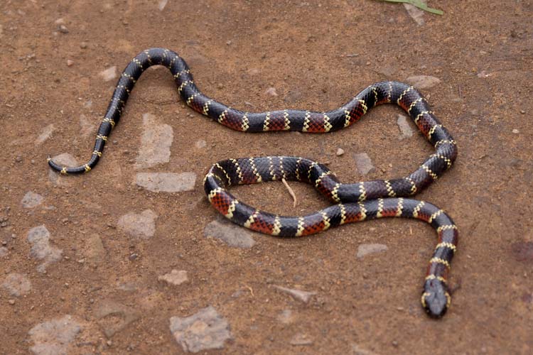 Peru: Pass Barro Negro - Leimebamba to Celendin: Coral Snake