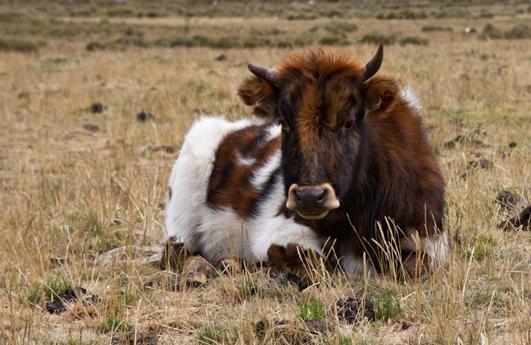 Peru: Cordillera Blanca - Laguna 69 Hike: Highland Cow