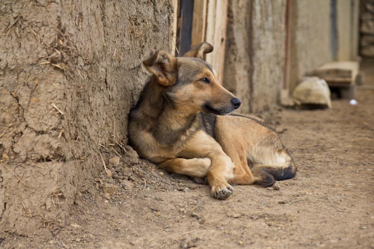 Peru: Cruz Pata - Sleepy Dog