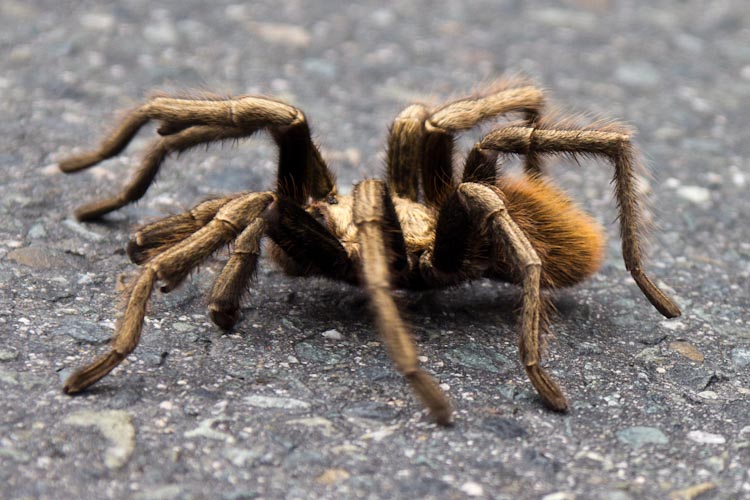 Peru: way back to the Coast - huge spider ...