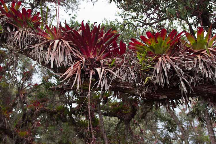 Peru: Kuelap - Plants and Trees everywhere