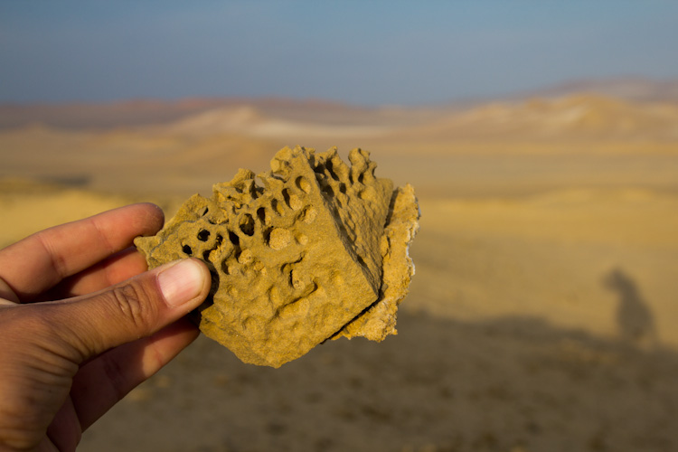 Peru: Reserva Paracas - Corals